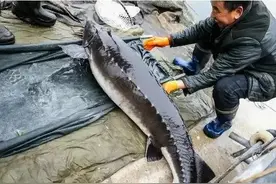 辽宁丹东养殖户，10年养出一条220斤的大鱼，卖26万元是亏是赚？图片