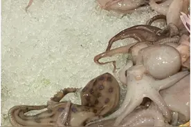 剧毒！火锅店内惊现剧毒蓝环章鱼，可瞬间致命 网友：还好没吃图片