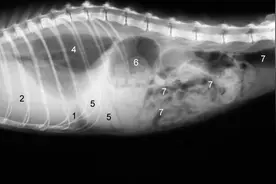 猫传腹有哪些症状？如何判断猫咪得了猫传腹？图片