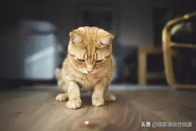 别再用激光逗猫！很危险图片