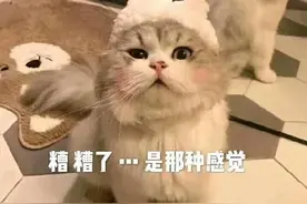 爱情也是一种超导？！——恋爱的相变理论 | 科到了图片