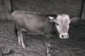 民间故事：男子卖牛娶妻，夜里牛托梦说，我才是你的妻子图片