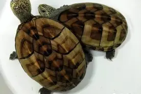 养龟偷懒不换水不喂食都可以，但是有一样不能懒，三个不能勤图片