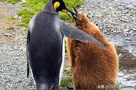 建议收藏，这25张企鹅图，超级治愈人心图片