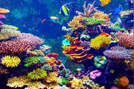 海缸入门-珊瑚篇（中）图片