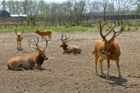 从22头到10000头！麋鹿一度在我国消失，如今在我国摆脱灭绝危机图片