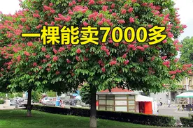 这4种景观树，越大越值钱，一棵能卖六七千图片