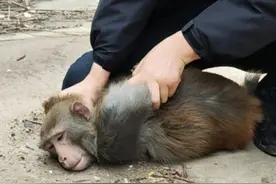 南京红山森林动物园猴子被霸凌，长期泡在水里，网友都说：活该？图片