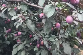 路边的“紫叶李”又熟了，常有人爬树采摘，它能不能吃？为什么？图片