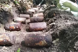 磐石市牛心镇：小榛蘑撑开致富伞，林下种植走出致富路图片