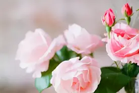 有的女人到了中年还有异性撩，至少说明了三个问题，很现实图片