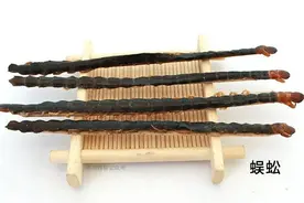 每天学习一味中药——蜈蚣图片