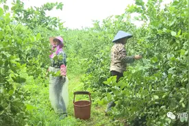 黎塘镇布宁村：香水柠檬上市 特色产业助农丰收图片