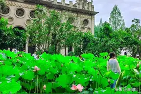 武汉古德寺荷花开了，就绽放了整个夏天，给你带来整个下半年好运图片
