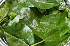 桑叶煮鸡蛋，作用太厉害了，很多人却不知道，好处拿钱也难买图片