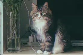 封控中，全小区帮我找一只猫图片