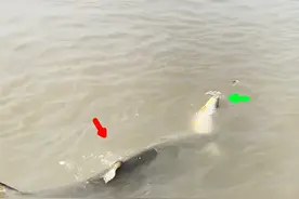 鱤鱼救子？一条大鱤鱼将上钩的小鱤鱼死命拖住，网友：必须放生图片