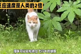 猫得反应速度到底有多快？图片