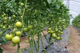 不管你种什么菜，还是这些笨办法好，防虫防病，产量还倍增图片