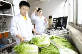 喷洒过甲醛的白菜，多数有3个特点，提醒家人：别买错图片