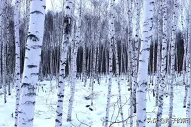 新疆白桦树，是冬日冷峻的守护，是秋日童话的寓居图片