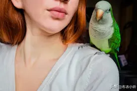 揭露鹦鹉圈卖家不说，买家不知的小秘密！看完别哭图片