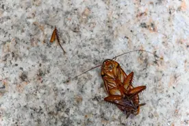 怎么判断家里有蟑螂窝？是毒死一只又来一只就是的？如何找蟑螂窝图片