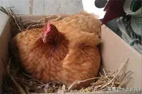 没有孵化器怎么孵小鸡？有三种方法，最简单的方法只需一只电灯泡图片