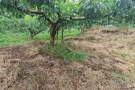 果园除草为什么不能用草甘膦？图片