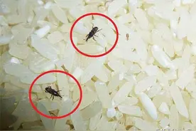 密封包装的大米，为何会凭空出现黑色虫子？大米生虫还能吃吗图片