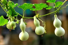 诚信，是一个人高级的自律图片