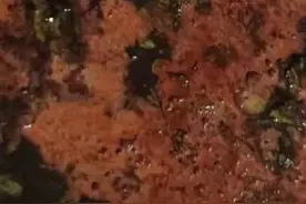 吉祥红运招财猫图片