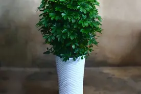 客厅里种“5棵树”，帮家里积财富，又吉祥又好养图片