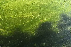 水产养殖户们请注意,裸藻水华可以用设备预防和消除了图片