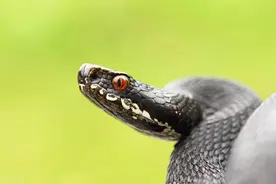 80岁大爷讲述：秦岭捕蛇怪事连连的可怕经历，蛇的报复性竟这么强图片