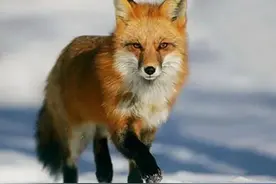 狐狸产崽缺食物，拾荒老人用猪肺相助，狐狸报恩，把老人带进山洞图片