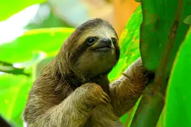 哥斯达黎加生物多样性全球排名28 物种密度名列前茅图片