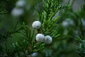 【空中课堂八十九期】师栽古柏欲参天-圆柏图片