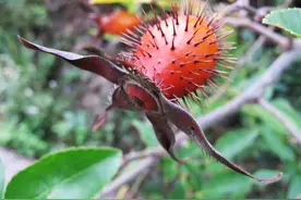 金樱子有什么用？有4大用途，难怪有人专门来农村收购，10元一斤图片