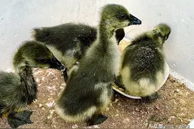 能长到20公斤的狮头鹅为什么很少人养殖？养殖中有什么注意事项？图片