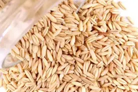 燕麦及其在农业领域的价值与应用图片