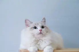 凑到猫咪脸前笑，竟然没用？白瞎了我灿烂的笑容图片