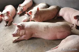 猪饲料用什么做的呢？非常实用的养猪饲料配方大全，快收藏学习图片