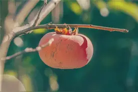 家乡​柿子林：园子一座连一座，柿子树株株相接，风景太迷人图片