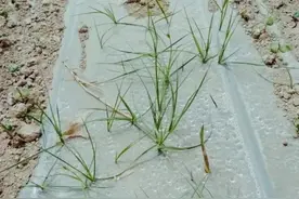 防治香附子，除了氯吡嘧磺隆，还有更安全的除草剂吗？图片