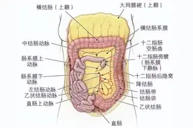 解剖腹部丨肠系膜下动脉和大肠图片