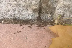 路边红色蚂蚁成堆，专家：是益虫！图片