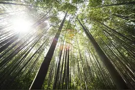 “宁可食无肉，不可居无竹”，为什么大家都喜欢家里有竹子呢图片