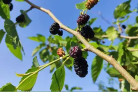 为什么鸟儿不吃桑葚？图片