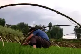 农村草木灰的用途及功效图片